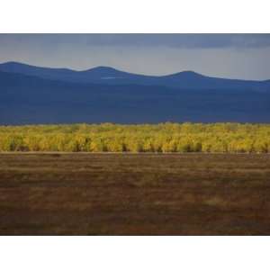  Tundra Landscape with Stone Birch Trees in Fall Colors 