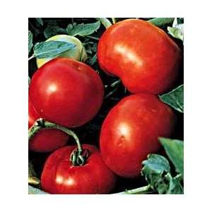  Early Goliath Tomato 4 Plants   Blemish Free   Prolific 