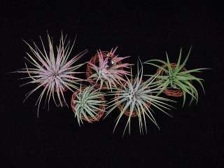 Airplant/Tillandsia 5 Diff. Ionanthas in mini baskets  