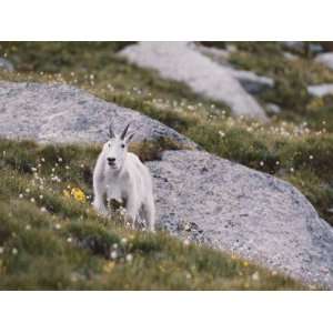 Mountain Goat Walks Through Field of Alpine Flowers Photographic 