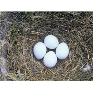 Eastern Phoebe Nest with Four Eggs (Sayornis Phoebe), Eastern North 