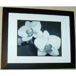  A Black And White Orchid Flower Picture 