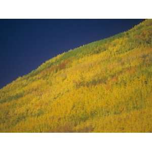  Quaking Aspens in the Fall, Populus Tremuloides, Western 