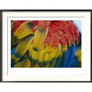  A Close up View of a Parrots Rainbow Feathers Art Styles 