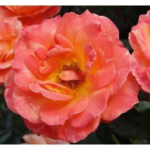  Living Easy Rose Seeds Packet Patio, Lawn & Garden