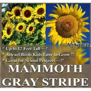  4 oz (1,100+) Mammoth Gray Grey Stripe HUGE Sunflower Seeds 