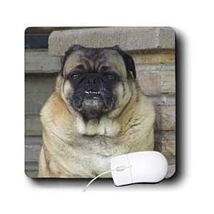   Popp Nature N Wildlife animals   Small Pug   Mouse Pads Electronics
