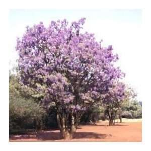 Seeds BOLUSANTHUS speciosa African Wisteria tree  