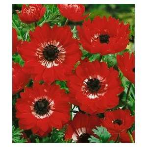  Anemone coronaria   The Governor Patio, Lawn & Garden