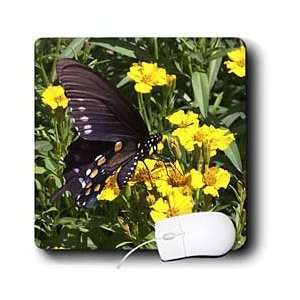  Jackie Popp Nature N Wildlife butterflies   Spicebush 
