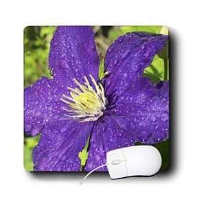  Jackie Popp Nature N Wildlife flowers   Clematis after the 